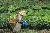 Tea plant, Camellia sinensis.