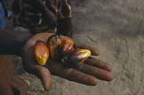 Oil palm, Elaeis guineensis.