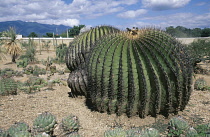 Cactus, Echinocactus platyacanthus, Barrel cactus.