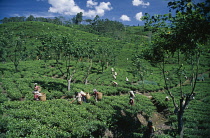 Tea plant, Camellia sinensis.