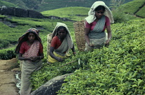 Tea plant, Camellia sinensis.