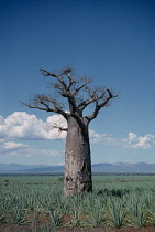 Baobab, Adansonia digitata.