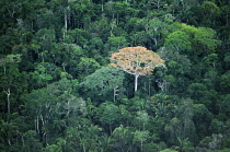 Tree, Rainforest.