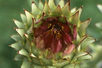 Globe artichoke, Cynara scolymus.