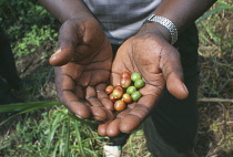 Coffee, Coffea arabica.