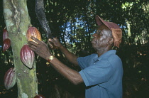 Cocoa bean, Theobroma cacao.