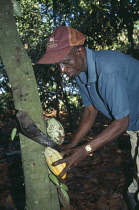 Cocoa bean, Theobroma cacao.