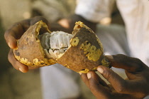 Cocoa bean, Theobroma cacao.