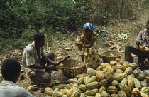 Cocoa bean, Theobroma cacao.