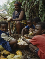 Cocoa bean, Theobroma cacao.