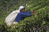 Tea plant, Camellia sinensis.