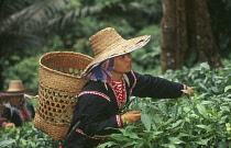 Tea plant, Camellia sinensis.