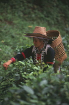 Tea plant, Camellia sinensis.