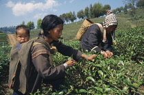 Tea plant, Camellia sinensis, Green subject..