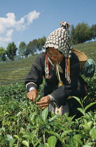 Tea plant, Camellia sinensis.