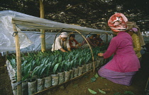 Tea plant, Camellia sinensis.