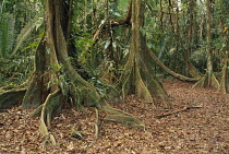 Dragonsblood Tree, Pterocarpus officinalis.