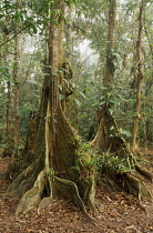 Dragonsblood Tree, Pterocarpus officinalis.