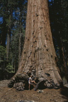 Redwood, Sequoia sempervirens.