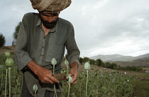 Poppy, Papaver somniferum, Opium poppy.