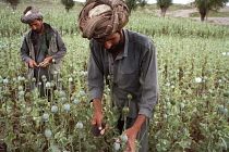 Poppy, Papaver somniferum, Opium poppy.