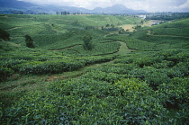 Tea plant, Camellia sinensis, Green subject..