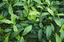 Tea plant, Camellia sinensis.