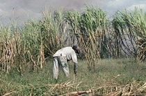 Sugar cane, Saccharum officinarum.