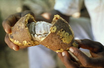 Cocoa bean, Theobroma cacao.