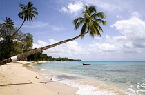 Palm, Cocos nucifera, Coconut palm.