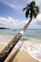 Palm, Cocos nucifera, Coconut palm.