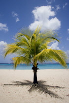 Palm, Cocos nucifera, Coconut palm.