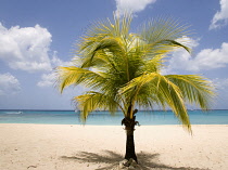 Palm, Cocos nucifera, Coconut palm.