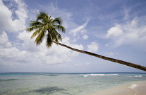 Palm, Cocos nucifera, Coconut palm.