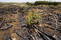 Sugar cane, Saccharum officinarum.