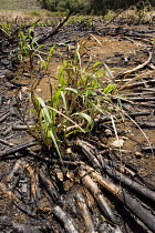 Sugar cane, Saccharum officinarum.