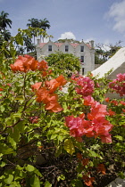 Bougainvillea, Bougainvillea.