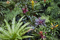 Bromeliad, Guzmania.