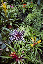 Bromeliad, Guzmania.