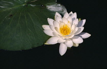 Water lily, Nymphaea alba.