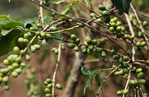 Coffee, Coffea arabica.