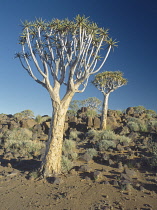 Quiver tree, Aloe dichotoma.