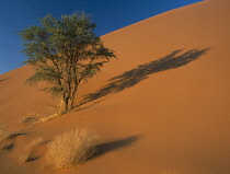 Camel thorn, Acacia erioloba.