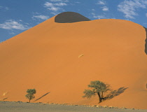 Camel thorn, Acacia erioloba.