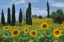 Sunflower, Helianthus annuus.