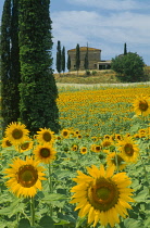 Sunflower, Helianthus annuus.