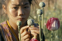 Poppy, Papaver somniferum, Opium poppy.