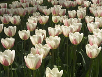 Tulip, Tulipa.