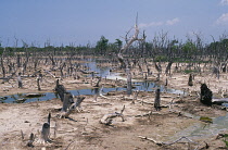 Mangrove.