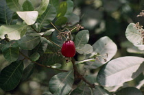 Cashew nut, Anacardium occidentale.